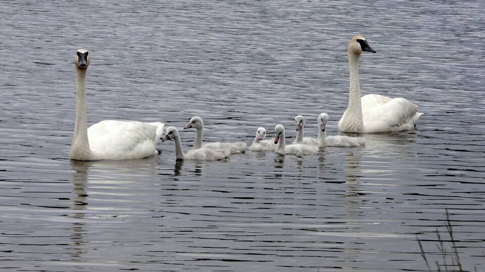 A group of swans swimming in a body of water.