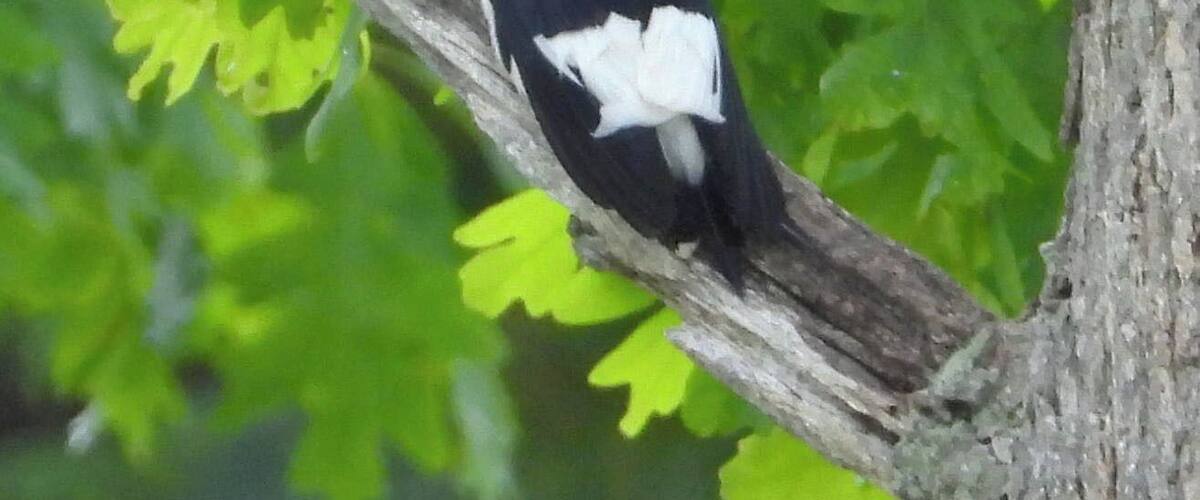 Male Red Headed Woodpecker on the banks of the Au Sable River, Michigan.