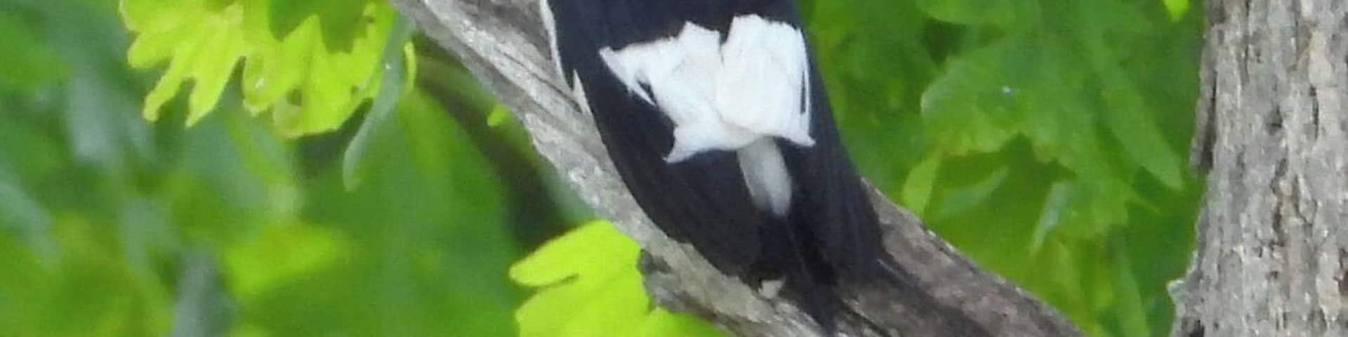 Male Red Headed Woodpecker on the banks of the Au Sable River, Michigan.