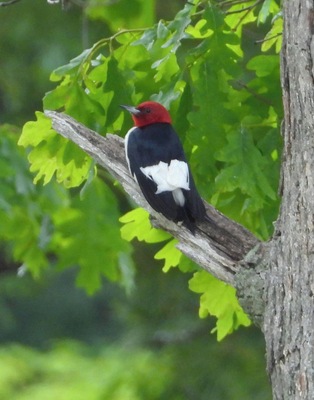 Male Red Headed Woodpecker on the banks of the Au Sable River, Michigan.