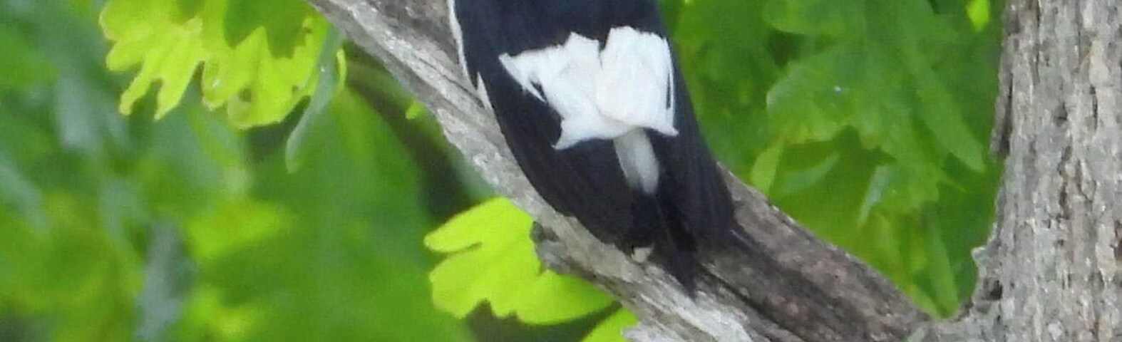 Male Red Headed Woodpecker on the banks of the Au Sable River, Michigan.