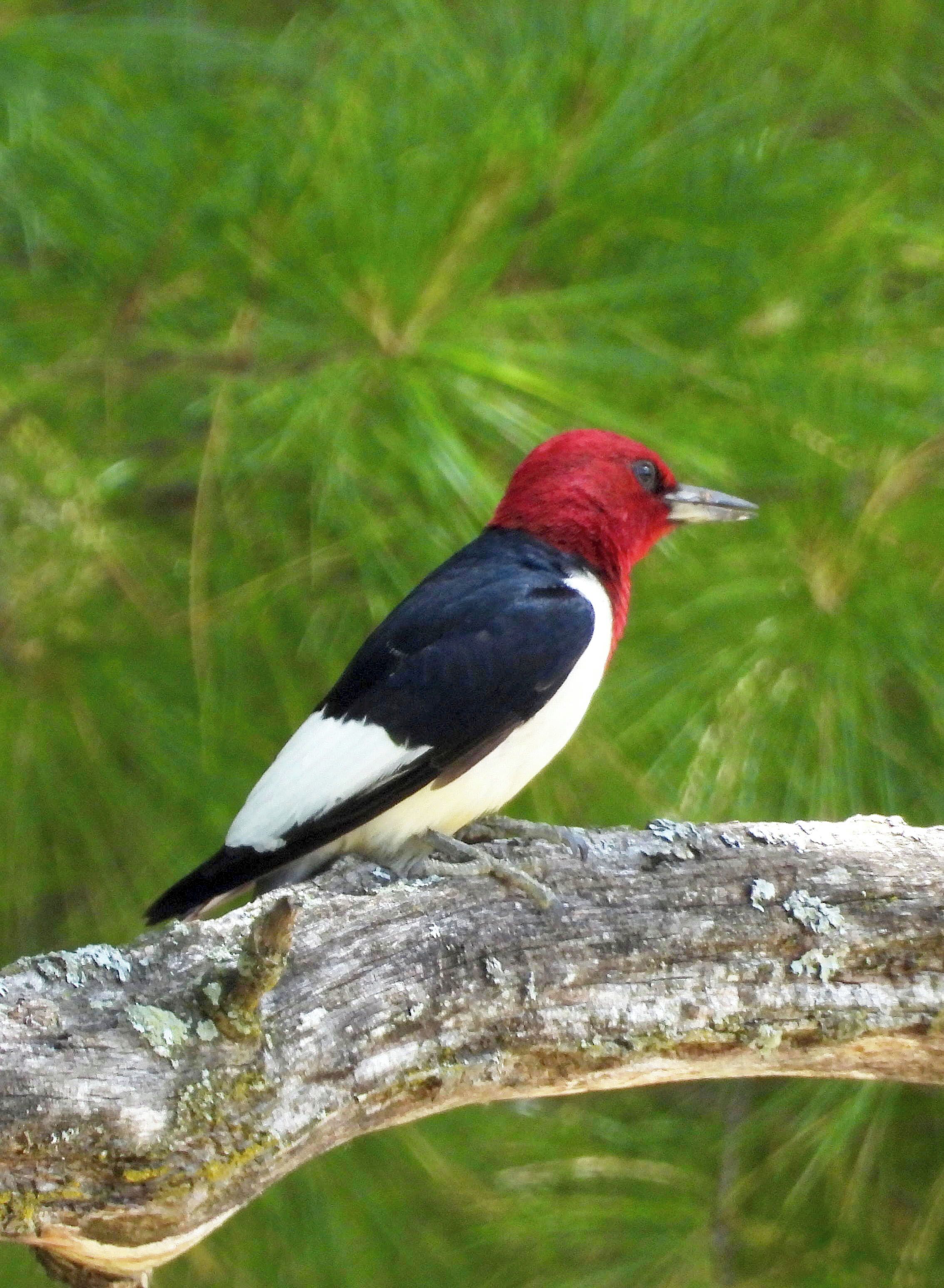 Male Red Headed Woodpecker on the banks of the Au Sable River, Michigan.
