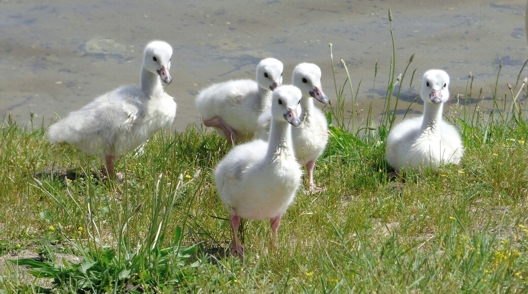 Cygnets June 2015