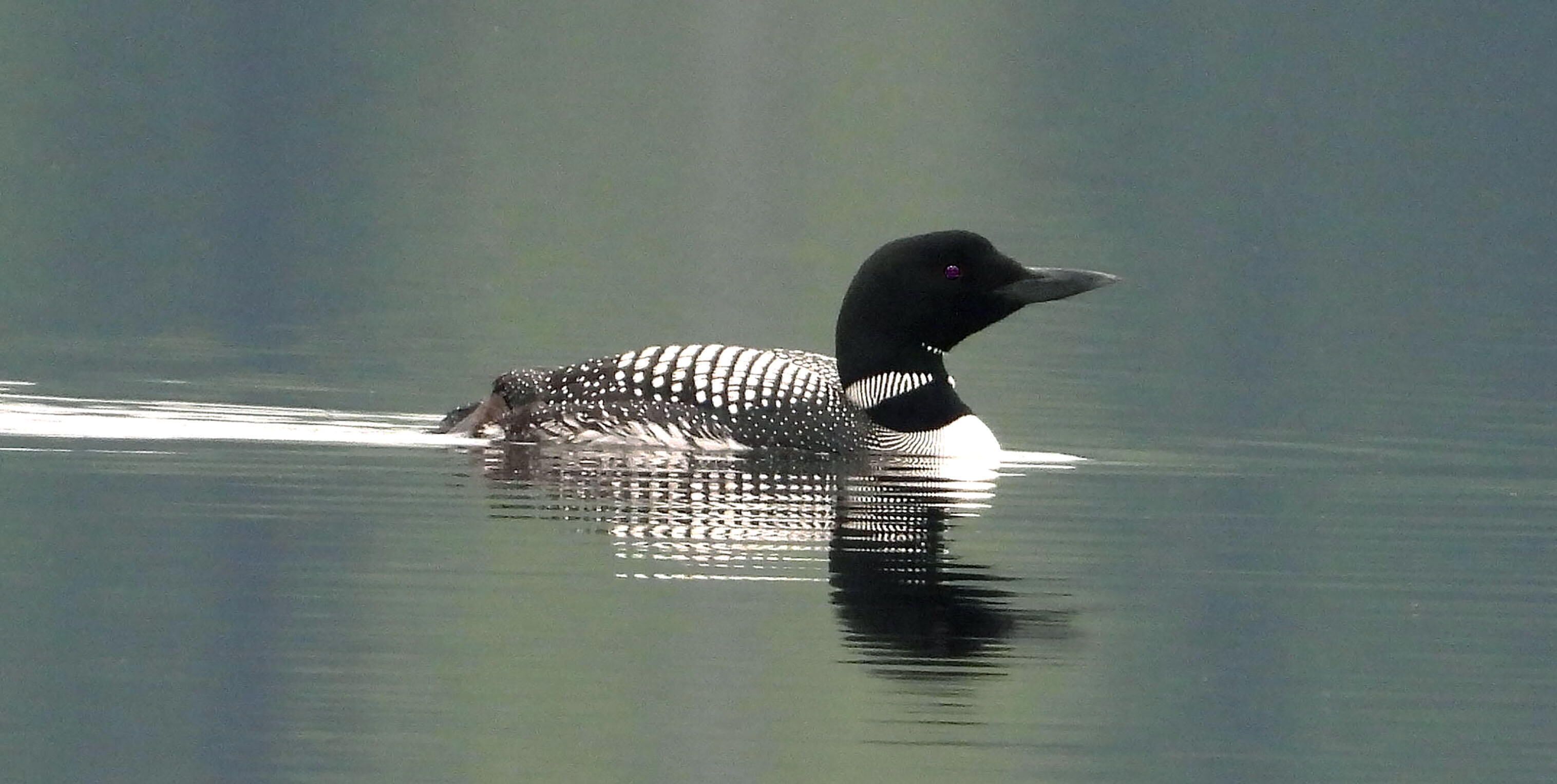 The loon is an amazing bird with an eerie call, especially in the early morning when the mist is rising from the lake.  This photo was taken after a rain when the lake was glassy smooth.