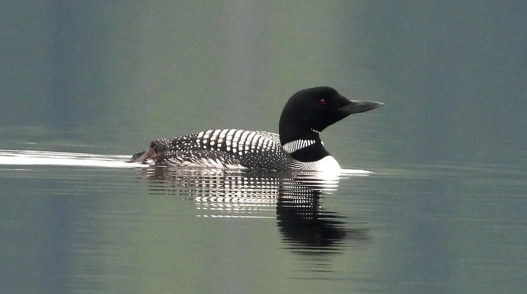 The loon is an amazing bird with an eerie call, especially in the early morning when the mist is rising from the lake. This photo was taken after a rain when the lake was glassy smooth.