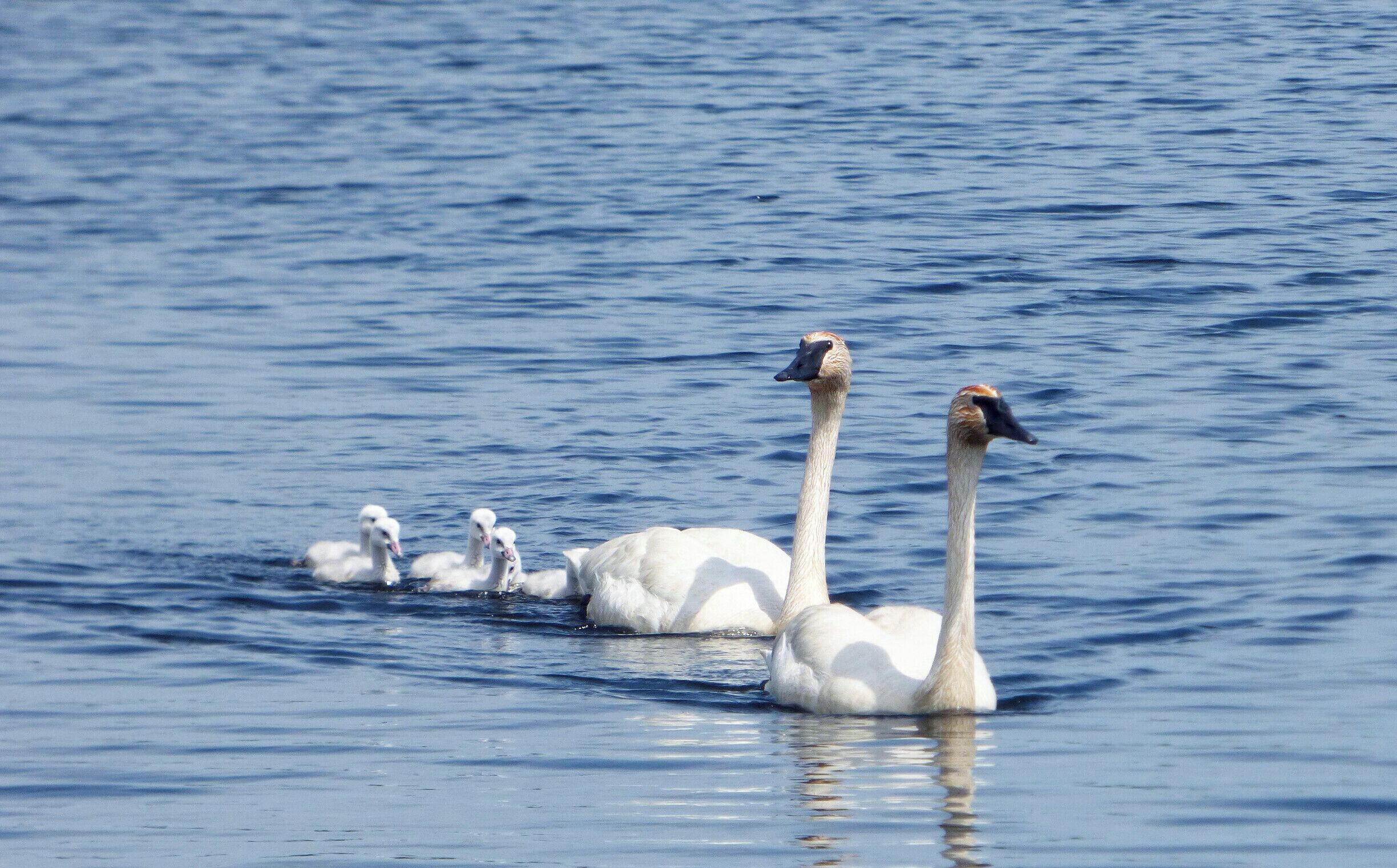 Swan family June 2015