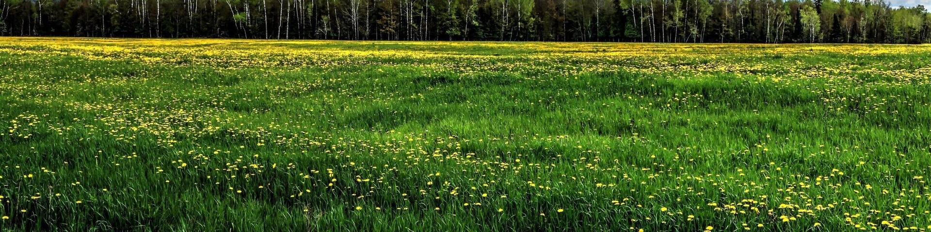 A field of yellow flowers under a cloudy sky.