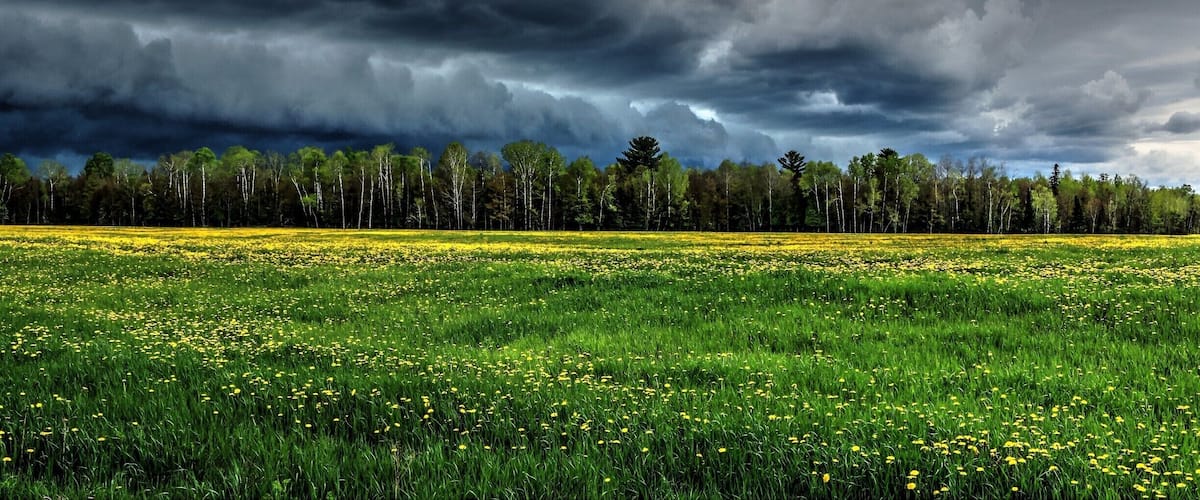 A field of yellow flowers under a cloudy sky.