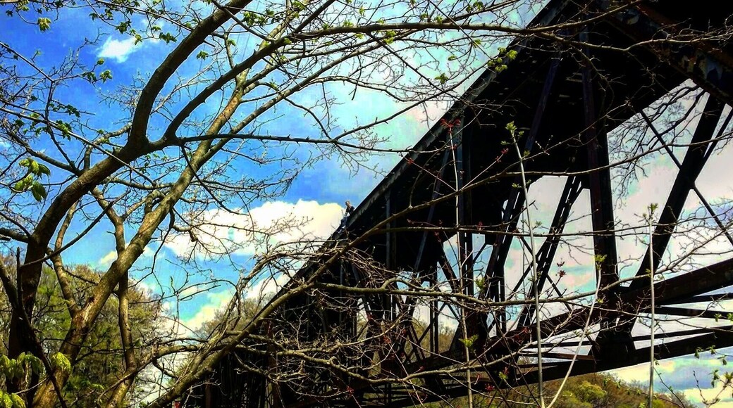 It may look like a painting, but it's real life. A walk in the park makes you feel like you've stepped into a painting in Grand Ledge, Michigan. #Green
#outdoors
#natural
