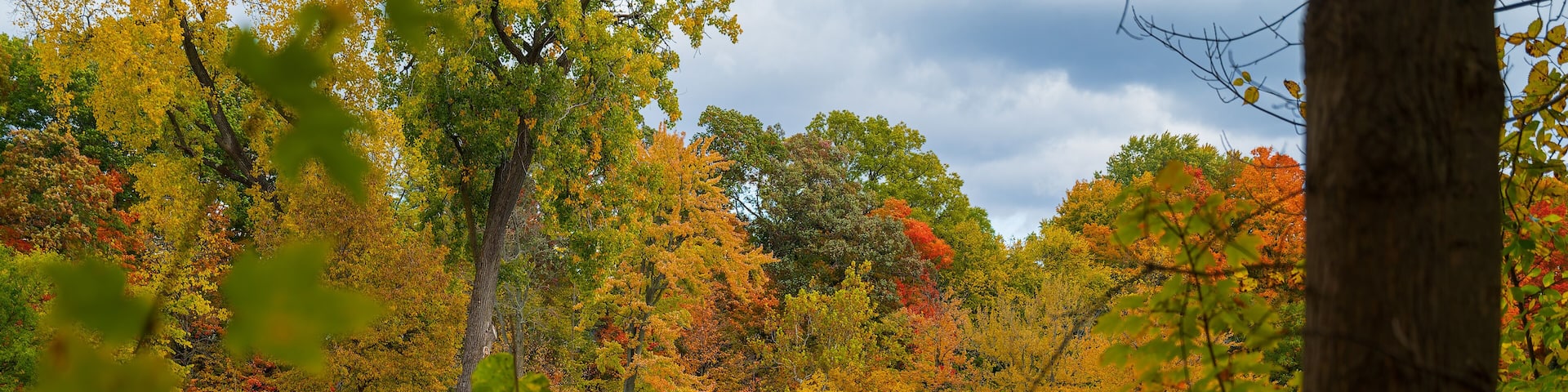 Vibrant fall colors surrounding the bridge in Island Park Grand Ledge, MI