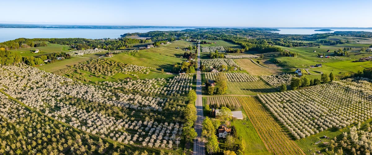 An aerial view of a vineyard with rows of grapevines, a road, and scattered buildings.