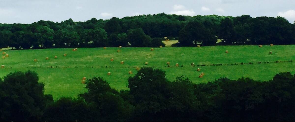 A green field with scattered hay bales and a dense forest in the background.