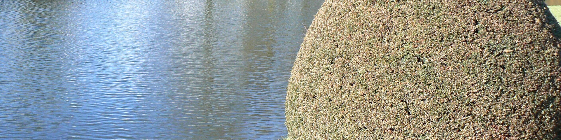 A pond with a neatly trimmed hedge and a stone pathway.