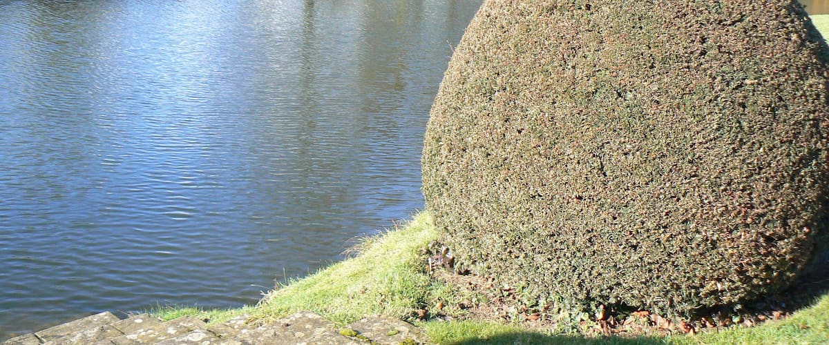A pond with a neatly trimmed hedge and a stone pathway.