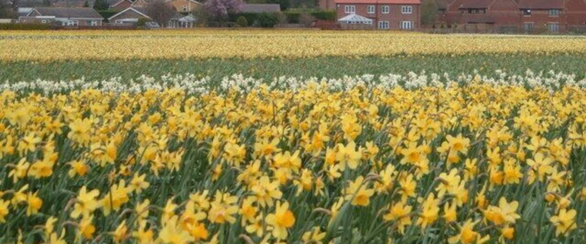 Bulb fields near Whaplode village. Stood on cob gate looking towards Whaplode village.