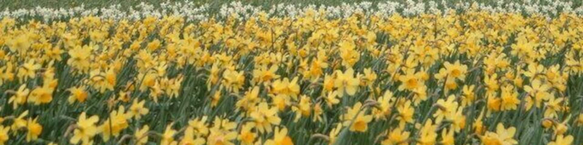 Bulb fields near Whaplode village. Stood on cob gate looking towards Whaplode village.