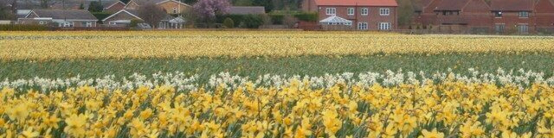 Bulb fields near Whaplode village. Stood on cob gate looking towards Whaplode village.