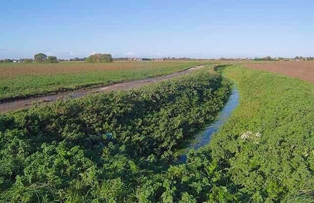 Drainage ditch off Thorpe's Lane, looking north towards Whaplode.