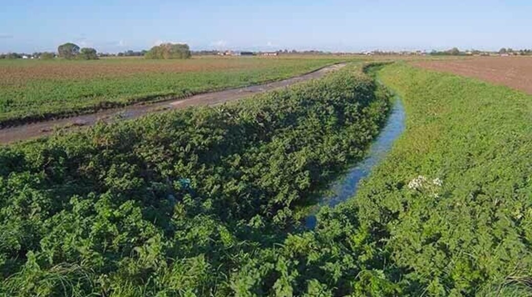 Drainage ditch off Thorpe's Lane, looking north towards Whaplode.