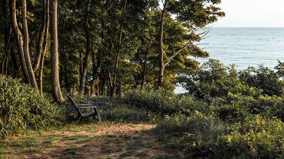 A forested area with a dirt path leading to a bench overlooking a body of water.