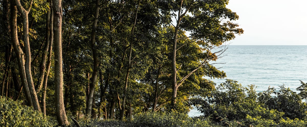 A forested area with a dirt path leading to a bench overlooking a body of water.