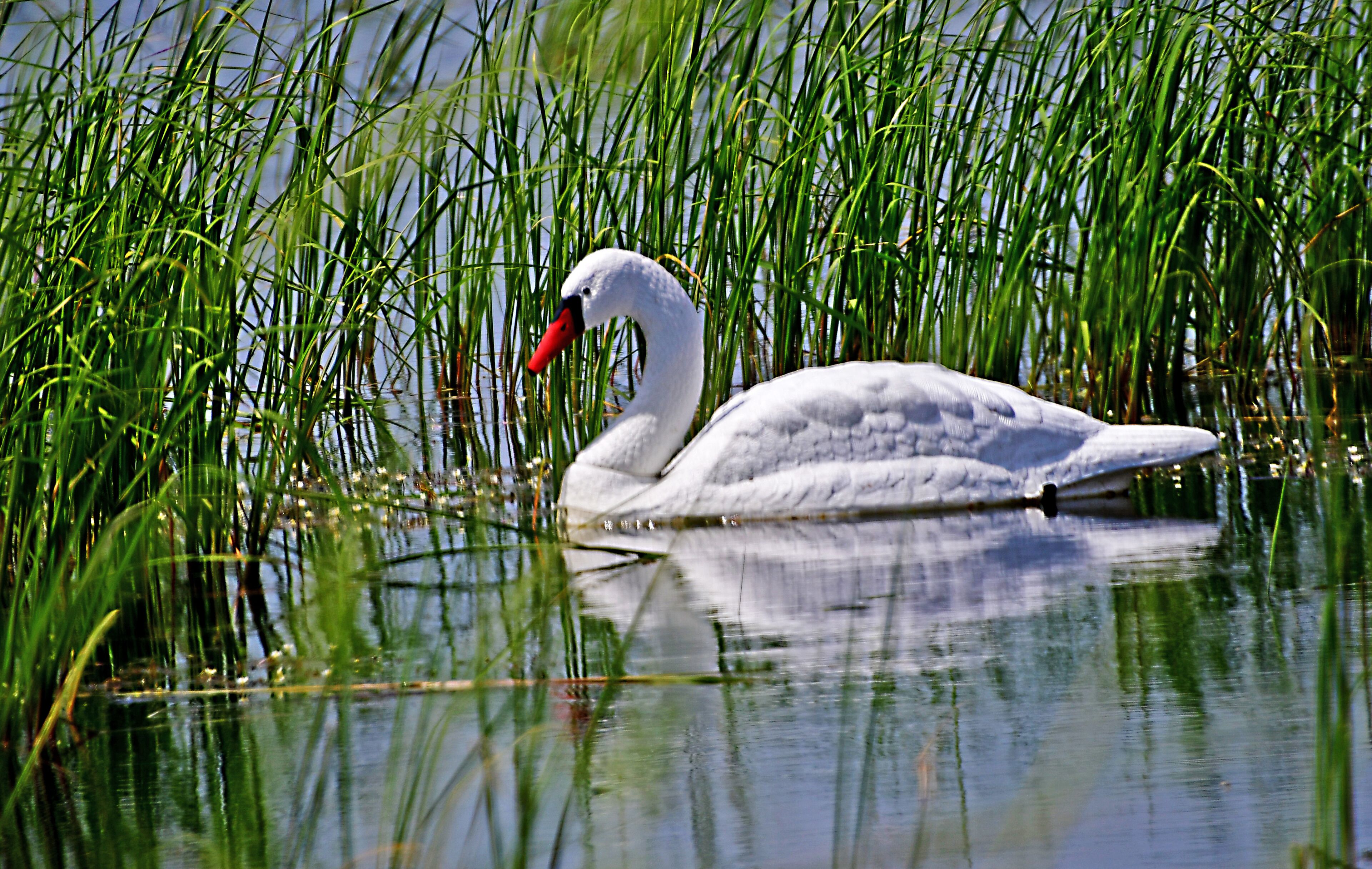 Harsens Island is at the heart of an amazingly complex and diverse ecosystem that is the largest freshwater delta in North America.

Located between the St. Clair and Detroit rivers, Lake St. Clair is part of the watery conduit between Lake Huron and Lake Erie. Harsens Island is located where the St. Clair River meets Lake St. Clair, in the area commonly called the St. Clair Flats.

From fast-flowing channels to vast, shallow bays; from marshes to oak forests and rare lakeplain prairies, these varied habitats support an abundance of waterfowl, fish and other wildlife species.