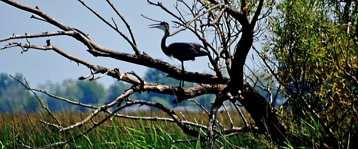 A heron perched on a branch in a grassy field with trees in the background.