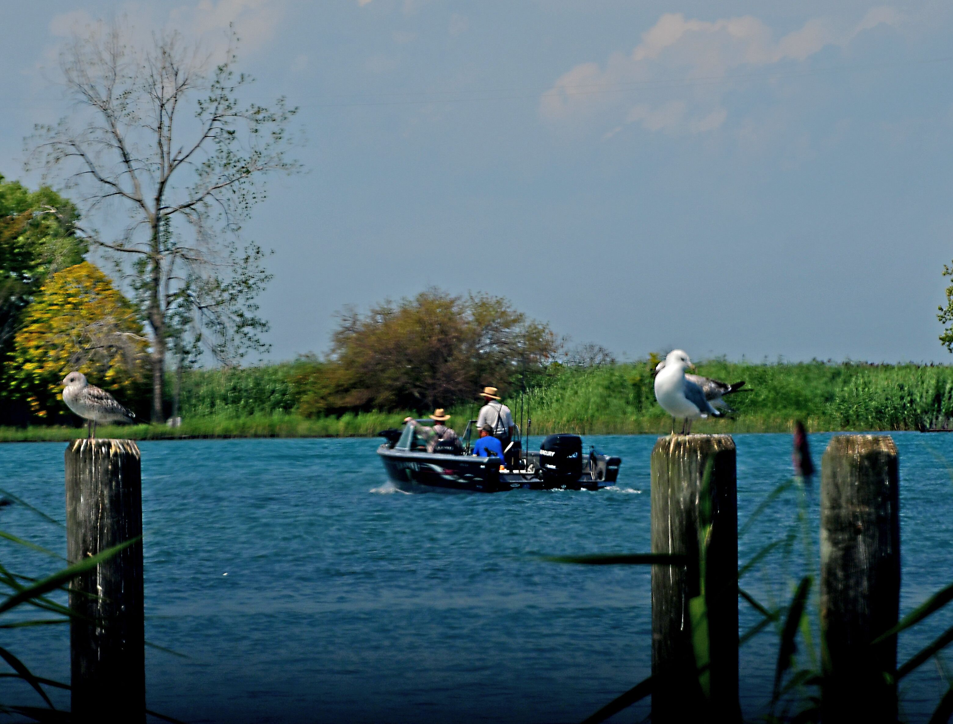 Harsens Island is at the heart of an amazingly complex and diverse ecosystem that is the largest freshwater delta in North America.

Located between the St. Clair and Detroit rivers, Lake St. Clair is part of the watery conduit between Lake Huron and Lake Erie. Harsens Island is located where the St. Clair River meets Lake St. Clair, in the area commonly called the St. Clair Flats.

From fast-flowing channels to vast, shallow bays; from marshes to oak forests and rare lakeplain prairies, these varied habitats support an abundance of waterfowl, fish and other wildlife species.