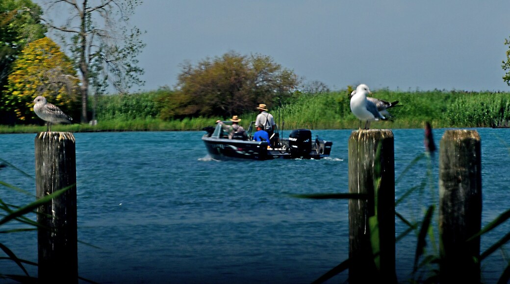 Harsens Island is at the heart of an amazingly complex and diverse ecosystem that is the largest freshwater delta in North America.
Located between the St. Clair and Detroit rivers, Lake St. Clair is part of the watery conduit between Lake Huron and Lake Erie. Harsens Island is located where the St. Clair River meets Lake St. Clair, in the area commonly called the St. Clair Flats.
From fast-flowing channels to vast, shallow bays; from marshes to oak forests and rare lakeplain prairies, these varied habitats support an abundance of waterfowl, fish and other wildlife species.