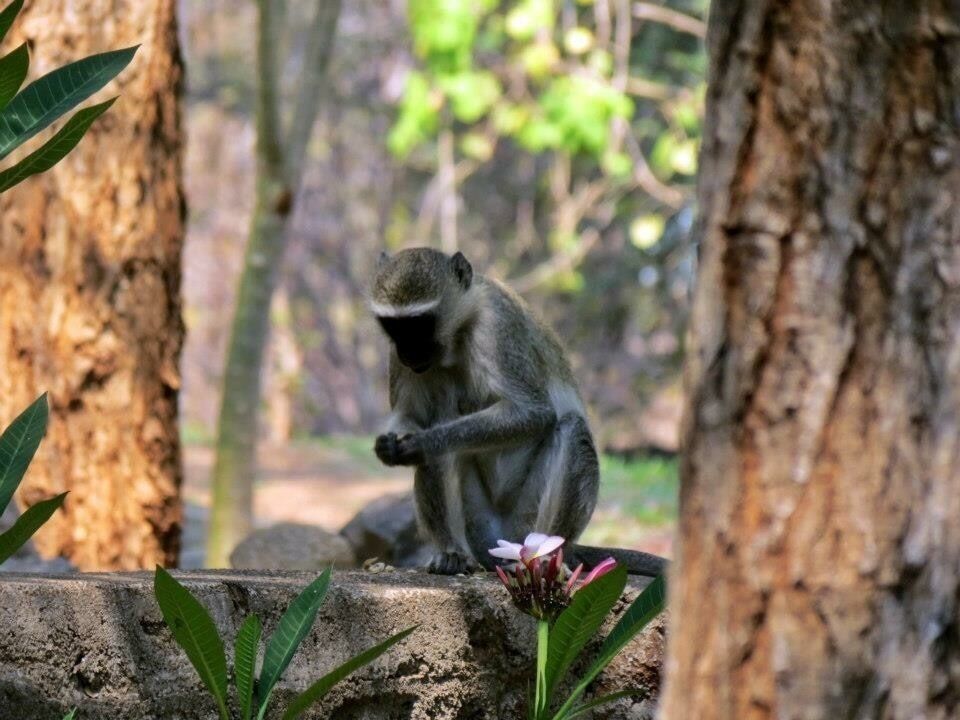 #monkey #africa #troveron #colorful
