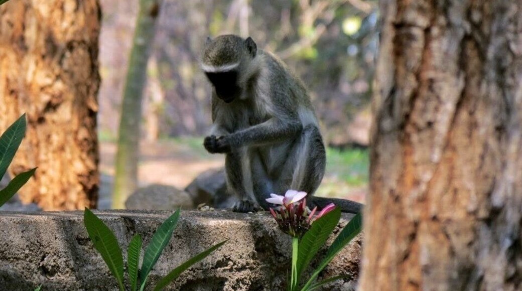 #monkey #africa #troveron #colorful