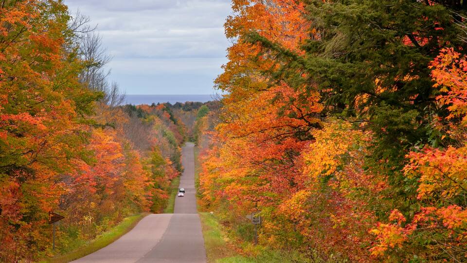 A road flanked by autumn-colored trees, a 'No Parking' sign, and a 'Yield' sign.