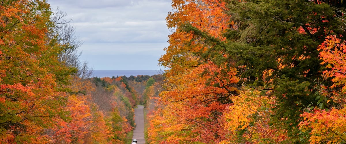 A road flanked by autumn-colored trees, a 'No Parking' sign, and a 'Yield' sign.