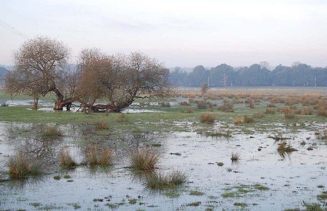 Willows in the flood, Ibsley, Hampshire The river Avon has overtopped its banks to flood the adjacent pasture.