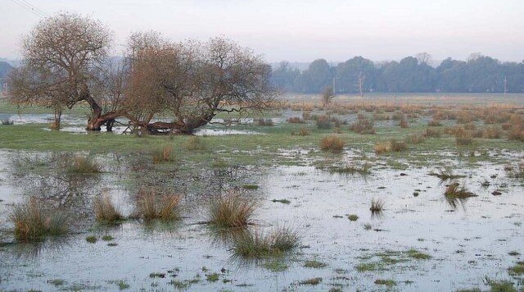 Willows in the flood, Ibsley, Hampshire The river Avon has overtopped its banks to flood the adjacent pasture.