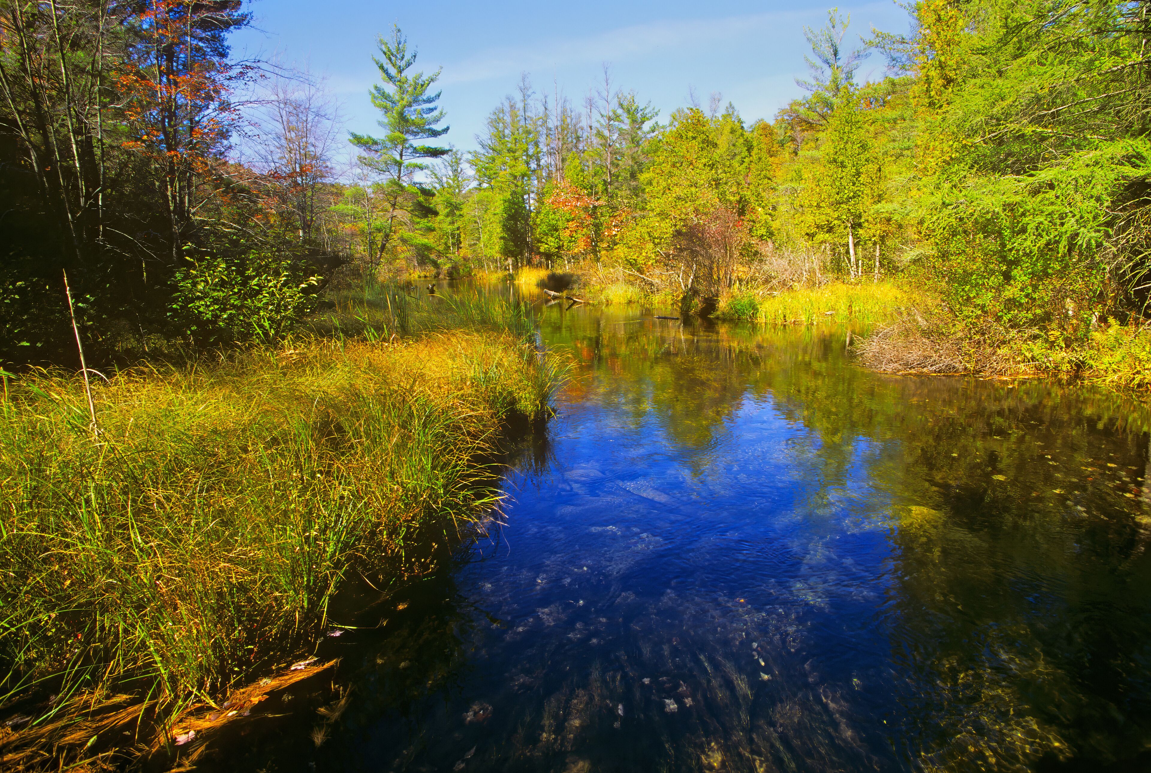 Cleveland Creek, Manistee National Forest, Muskegon, County, Michigan