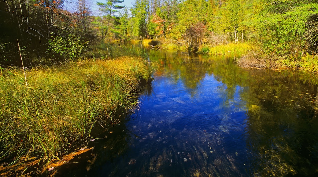 Cleveland Creek, Manistee National Forest, Muskegon, County, Michigan