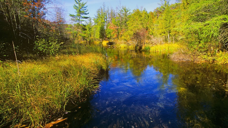 Cleveland Creek, Manistee National Forest, Muskegon, County, Michigan