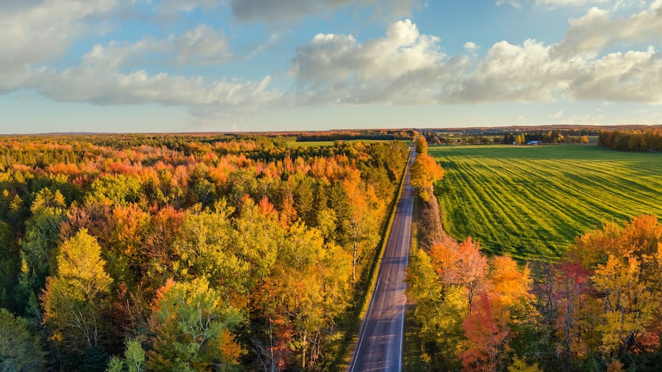 A road cutting through a forest with autumn foliage, a field on the right, and a cloudy sky.
