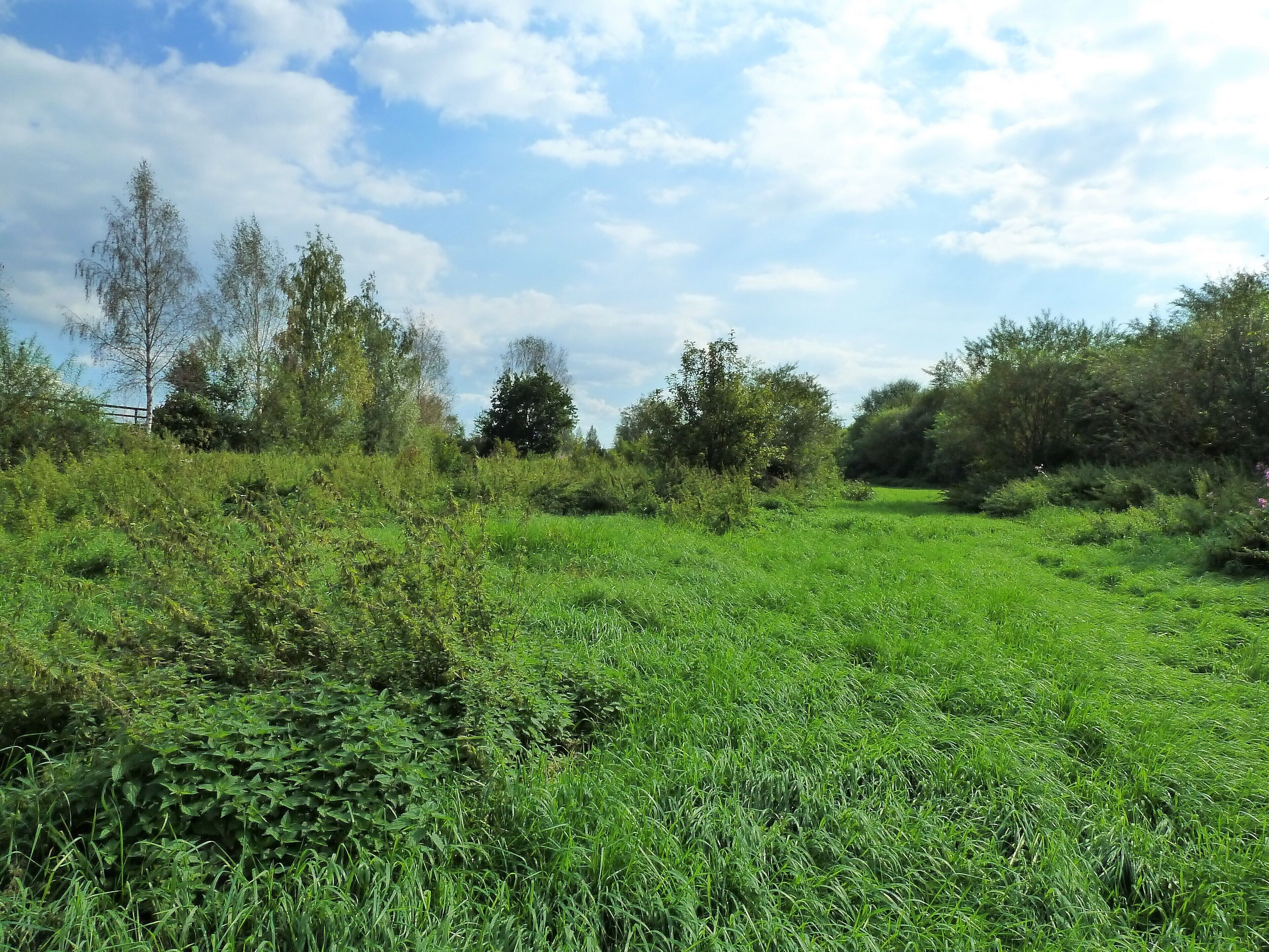 (NSG:BW-4.189)_Flußlandschaft Donauwiesen Donauwiesen bei Zell, Riedlingen