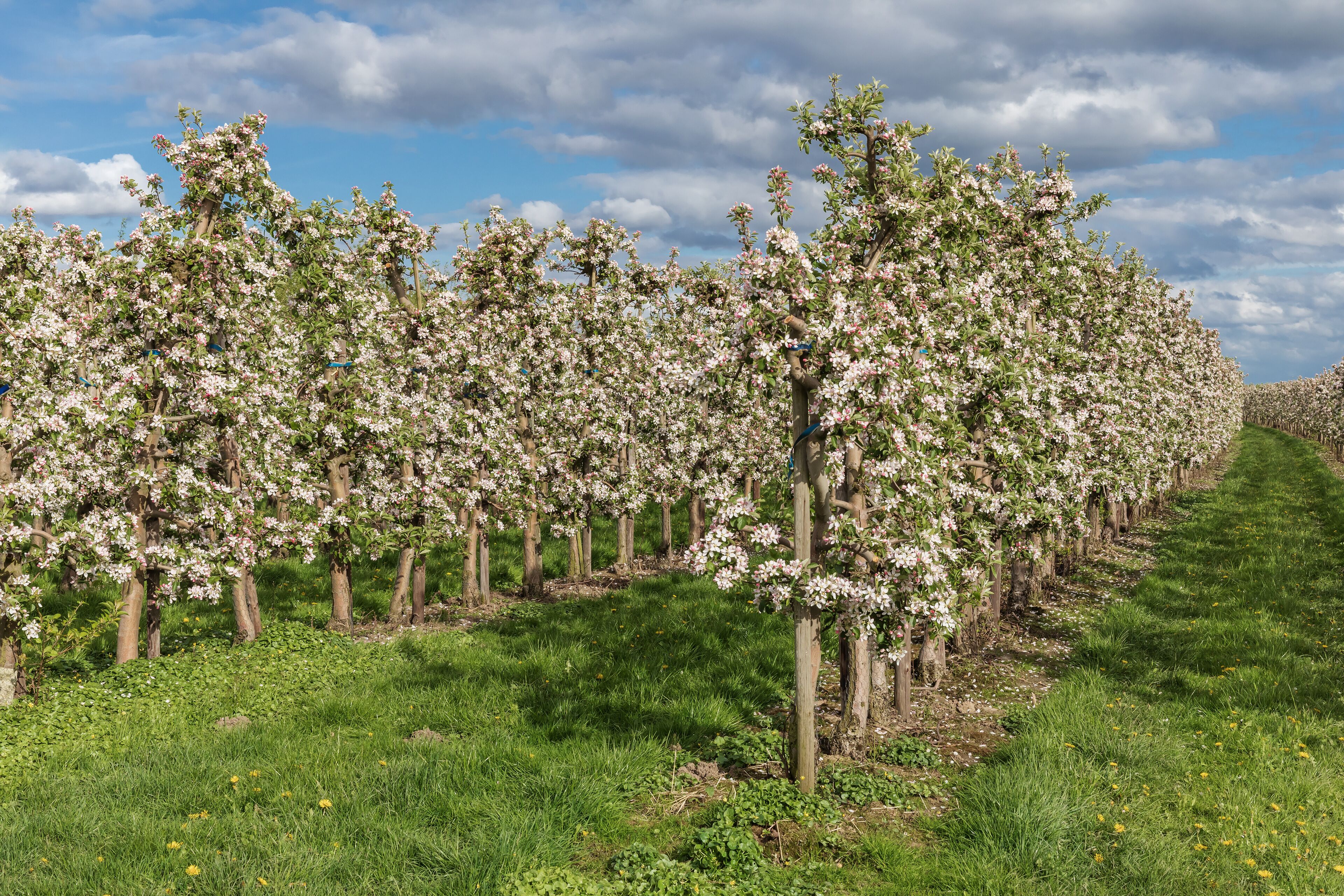 Apfelplantage mit blühenden Apfelbäumen in Mittelnkirchen im Alten Land, Niedersachsen. Apfelblüte.