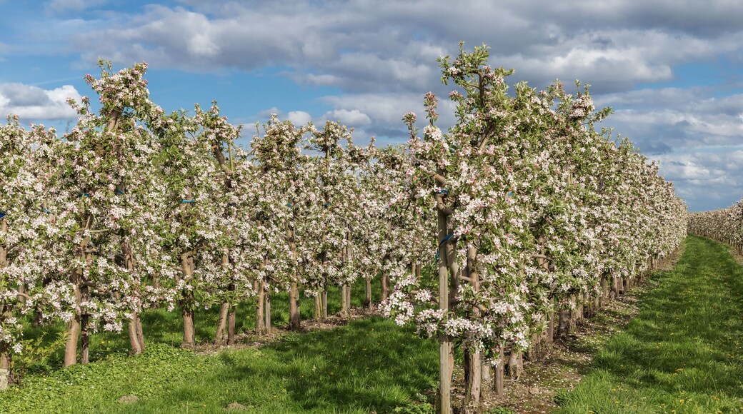 Apfelplantage mit blühenden Apfelbäumen in Mittelnkirchen im Alten Land, Niedersachsen. Apfelblüte.