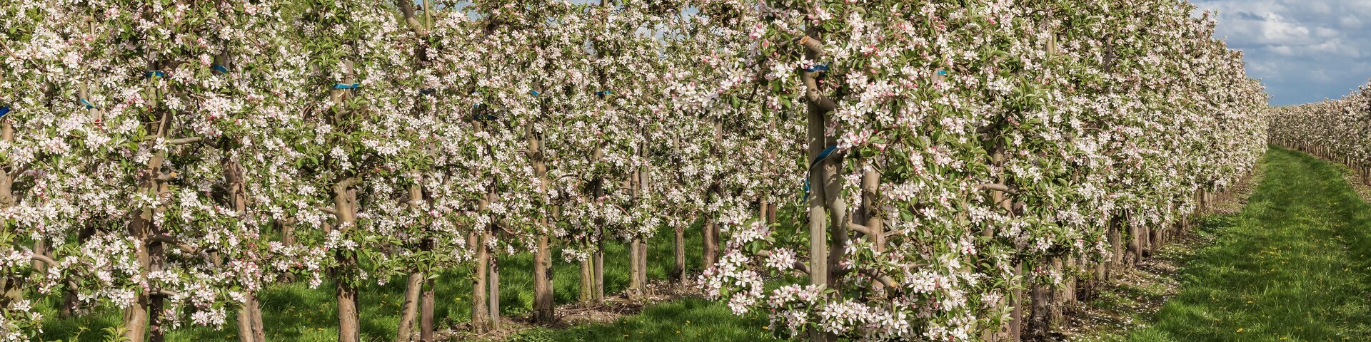 Una hilera de árboles en flor en un jardín.