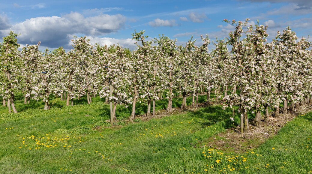 Apfelplantage mit blühenden Apfelbäumen und Löwenzahn in Mittelnkirchen im Alten Land, Niedersachsen. Apfelblüte.