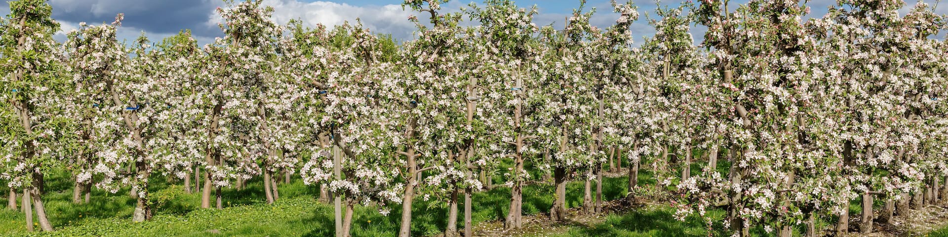Apfelplantage mit blühenden Apfelbäumen und Löwenzahn in Mittelnkirchen im Alten Land, Niedersachsen. Apfelblüte.