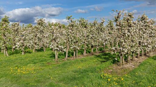 Apfelplantage mit blühenden Apfelbäumen und Löwenzahn in Mittelnkirchen im Alten Land, Niedersachsen. Apfelblüte.