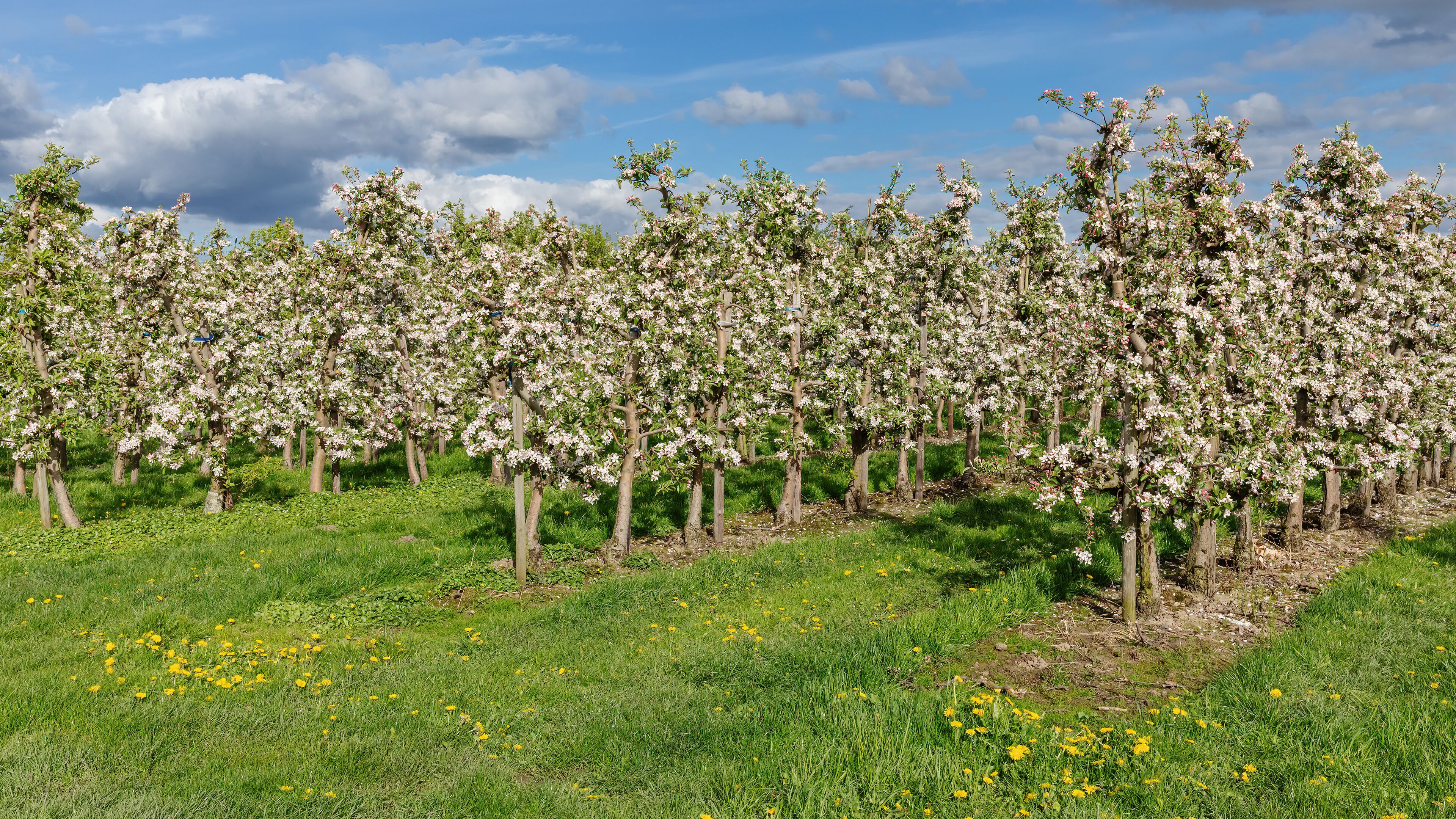 A cherry blossom orchard with blooming trees and yellow dandelions on the grass.