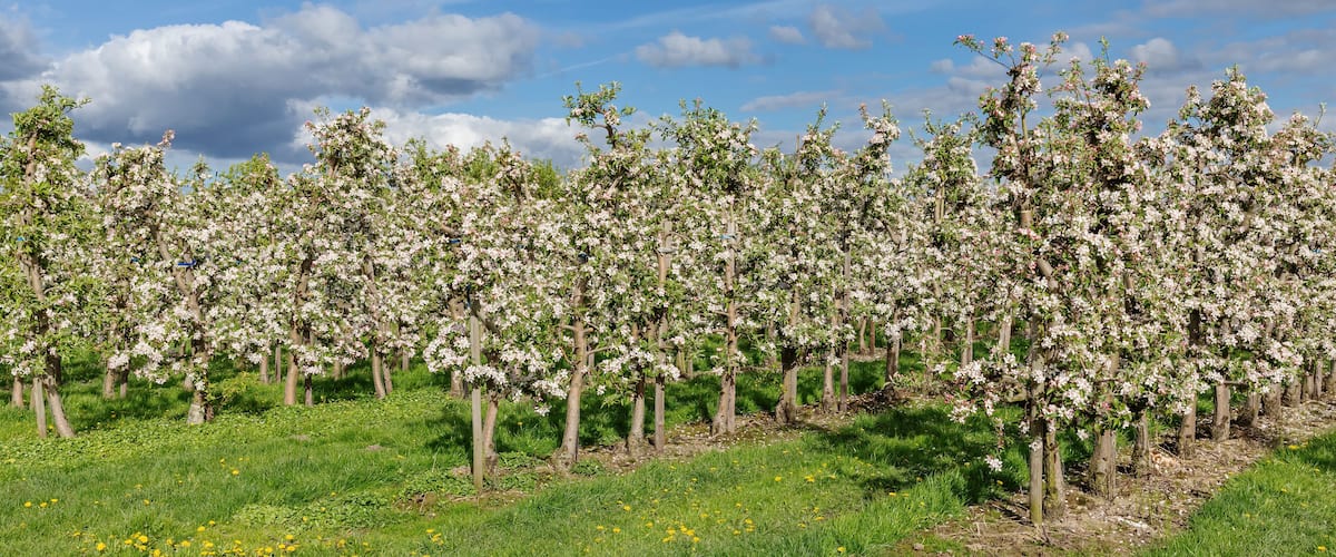 A cherry blossom orchard with blooming trees and yellow dandelions on the grass.