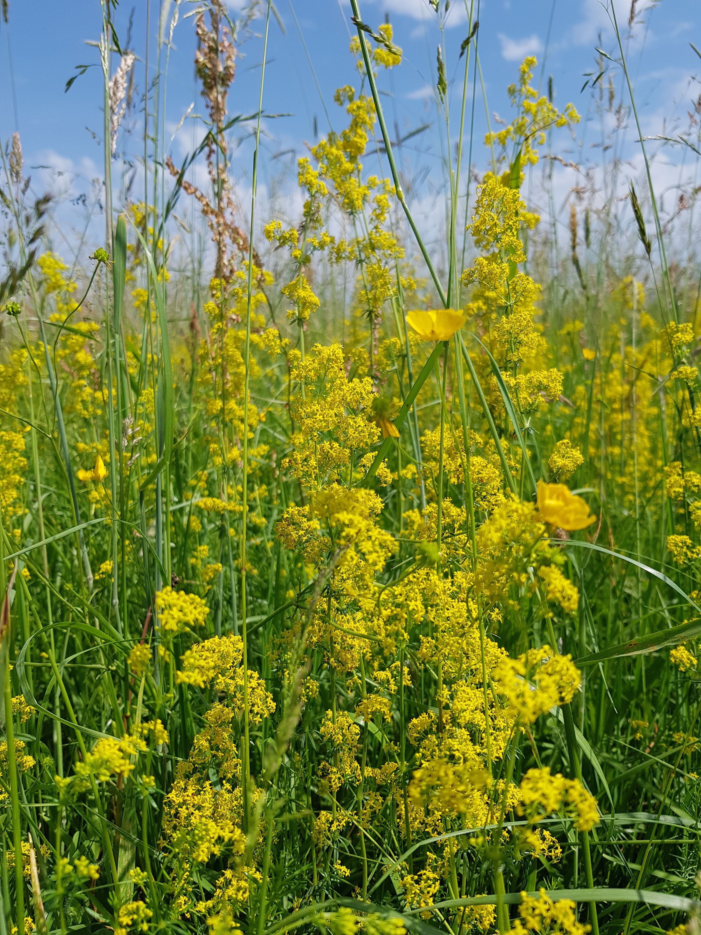 Hier sieht man sehr viele gelbe Pflanzen. schön