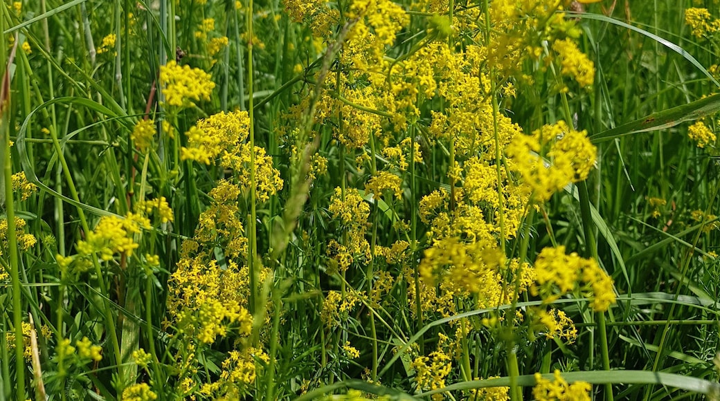 Hier sieht man sehr viele gelbe Pflanzen. schön